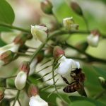 خرید نهال اقاقیا و قیمت ان