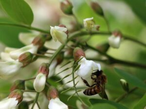 خرید نهال اقاقیا و قیمت ان