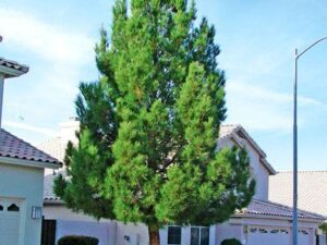 خرید کاج تهران و قیمت ان