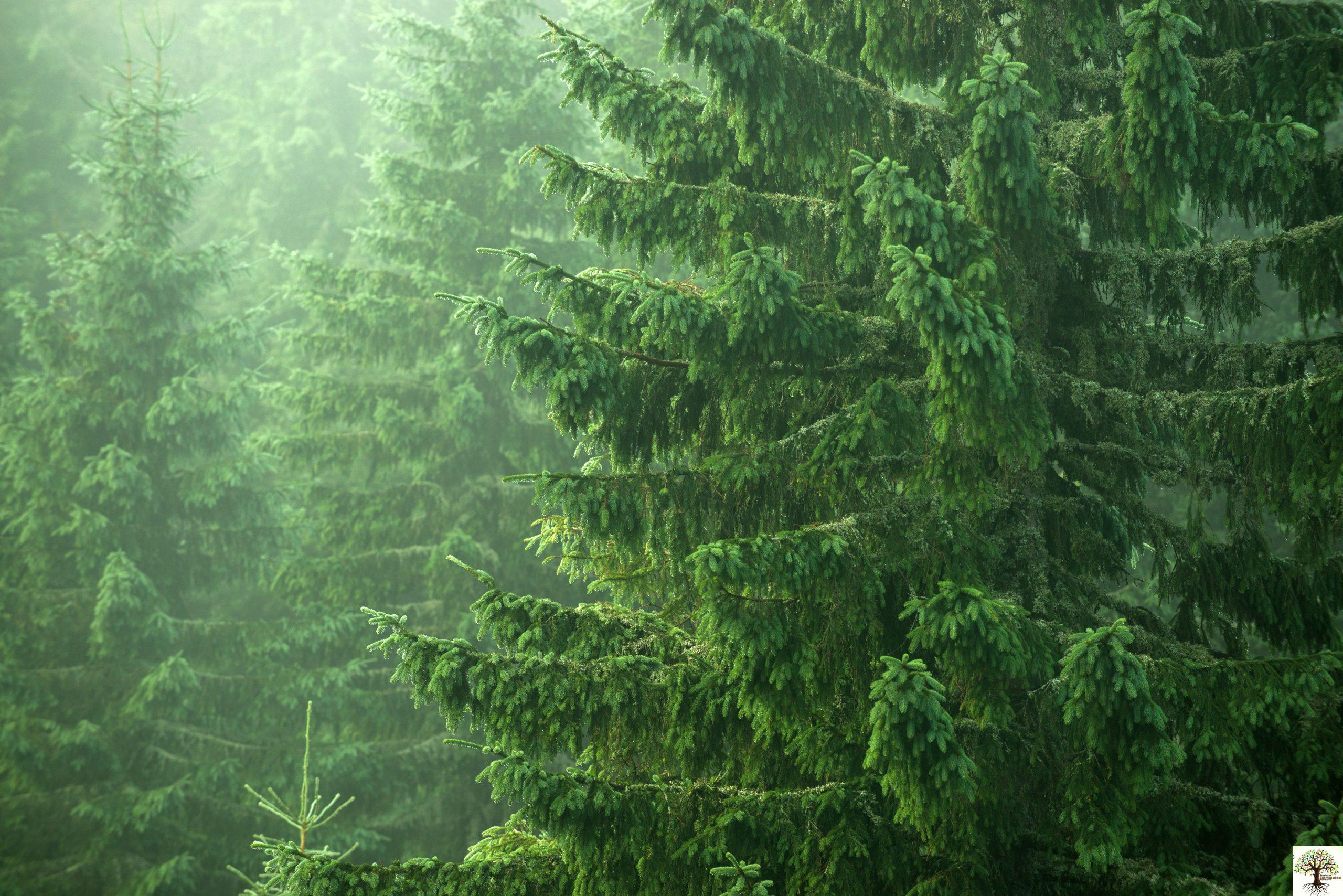 خرید کاج نوئل و قیمت ان