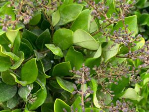 خرید نهال عمده یاس هلندی