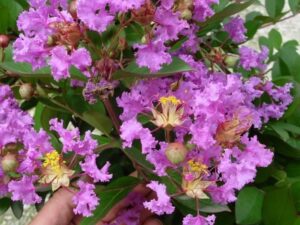 خرید نهال عمده توری