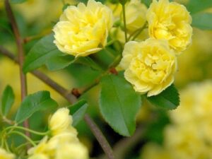 خرید آبشار طلایی و قیمت آن