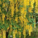 باران طلایی