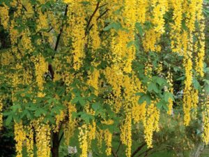 باران طلایی