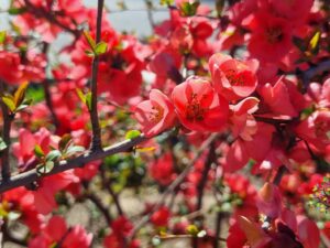 به ژاپنی _ یاس زرد