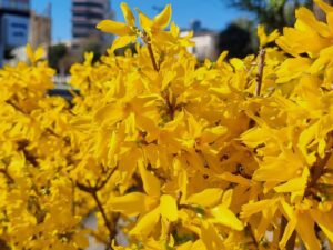 به ژاپنی - یاس زرد