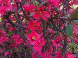 به ژاپنی _ یاس زرد