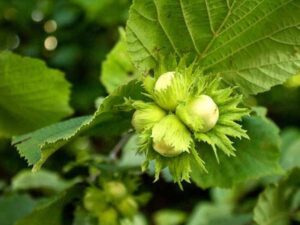 خریده عمده نهال فندق