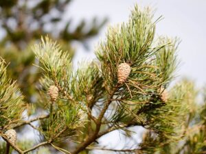 خرید کاج سیاه و قیمت آن