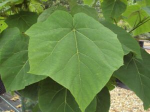 نهال پالونیا