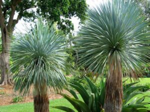 یوکا باغچه ای