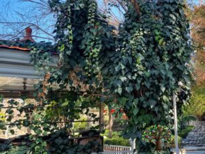 خرید پاپیتال و قیمت آن