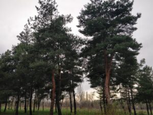 خرید کاج سیاه و قیمت آن