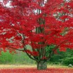 خرید نهال افرا قرمز و قیمت