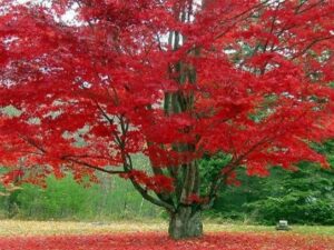 خرید نهال افرا قرمز و قیمت