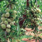 بادام فرانیس