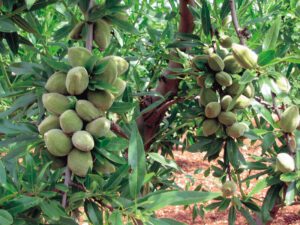 بادام فرانیس