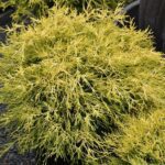 خرید کاج اشکی و قیمت آن