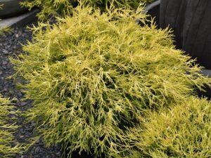 خرید کاج اشکی و قیمت آن