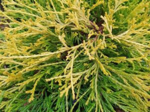 خرید کاج اشکی و قیمت آن