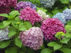 خرید گل هورتانسیا و قیمت آن