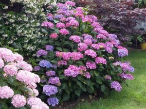 خرید گل هورتانسیا و قیمت آن