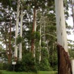 بهترین درخت برای آب شور