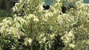 درختانی که نباید هرس کرد