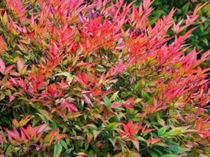 خرید نهال ناندینا و قیمت