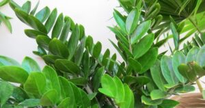 گل زاموفیلیا