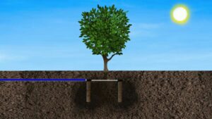 بهترین زمان آبیاری درختان