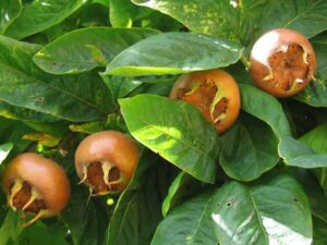 خرید نهال عمده ازگیل