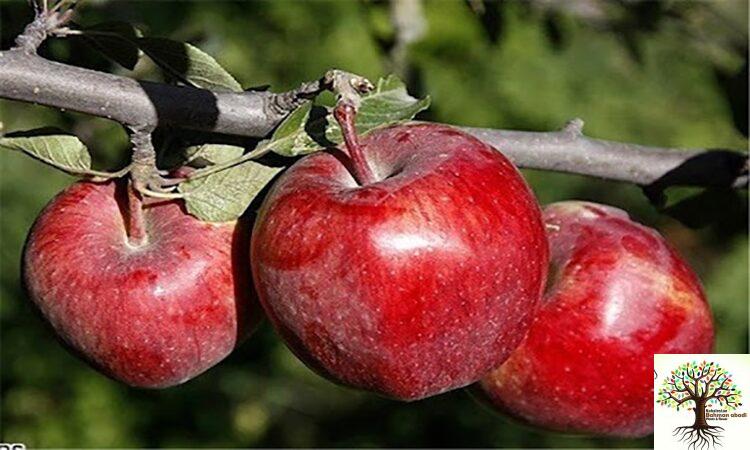 فروش نهال اصلاح شده در تهران