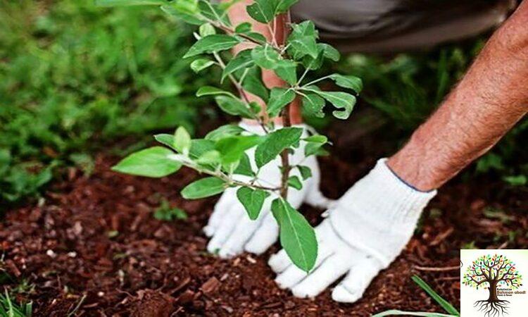 فروش نهال اصلاح شده در تهران