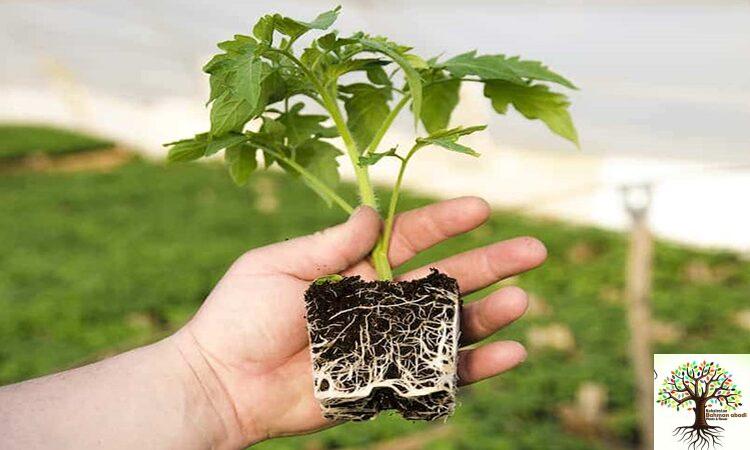 مرکز فروش نهال در تهران