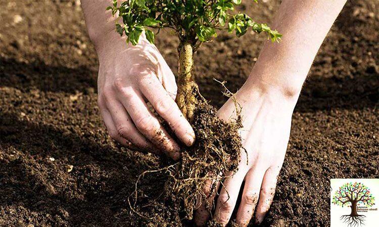 مرکز فروش نهال در تهران