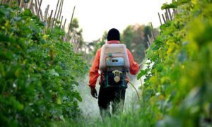 خرید بذر و ملزومات گل و گیاه