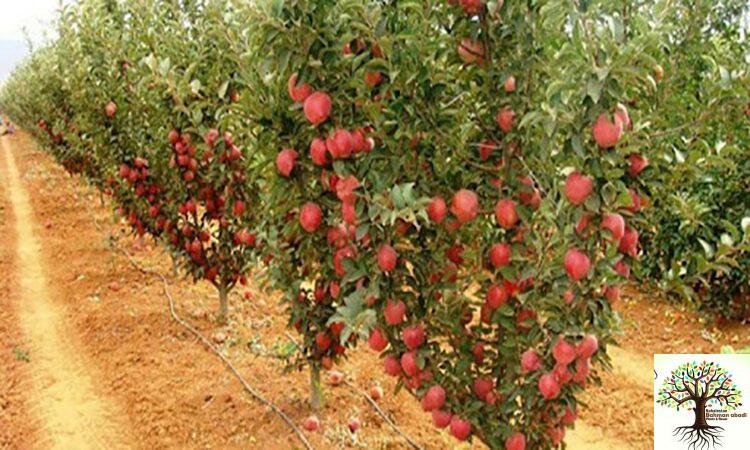 فروش نهال اصلاح شده در تهران