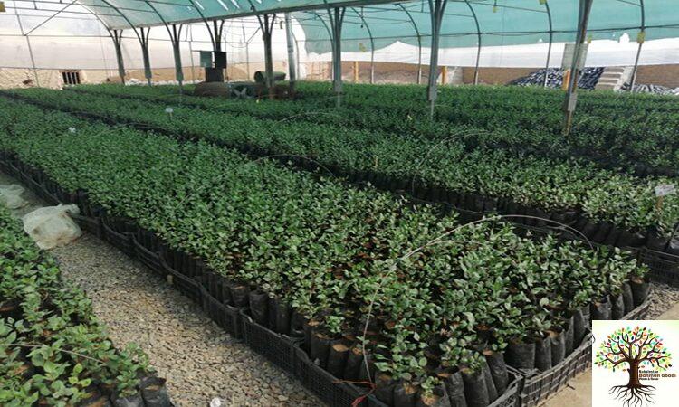 مرکز فروش نهال در تهران