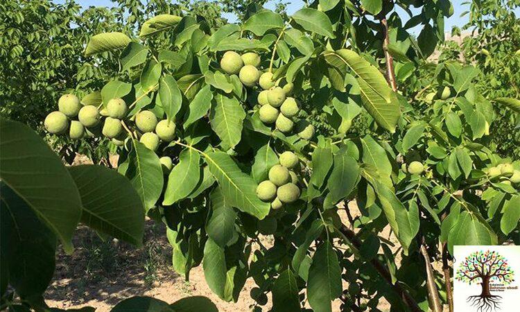 فروش نهال اصلاح شده در تهران