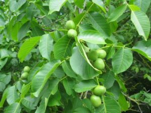 خرید نهال گردو کرج