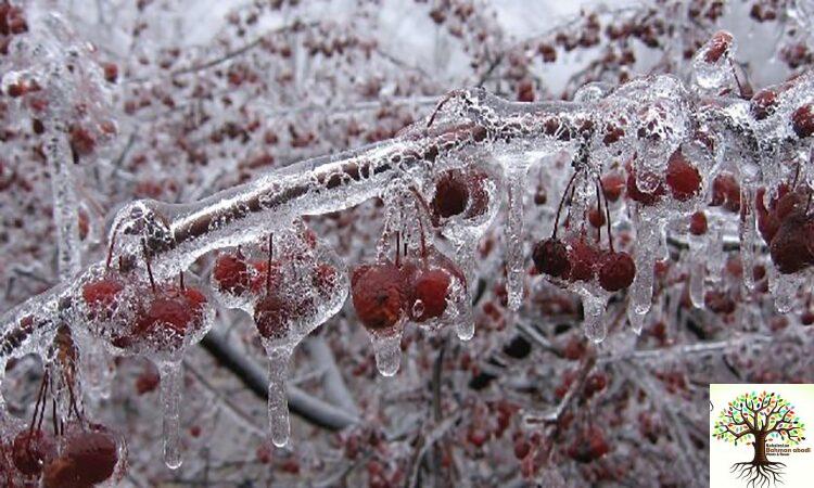 انواع درختان میوه مقاوم به سرما
