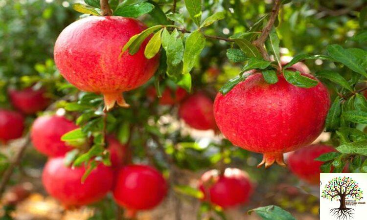 فروش نهال عمده میوه