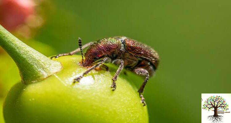 انواع بیماری های درختان میوه | آفت درختان میوه