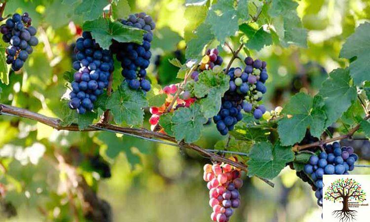 درخت تاک انگور