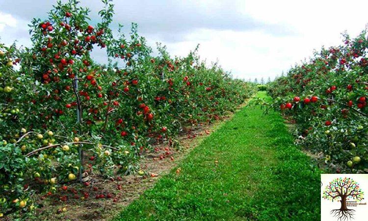 درختان میوه مقاوم به سرما