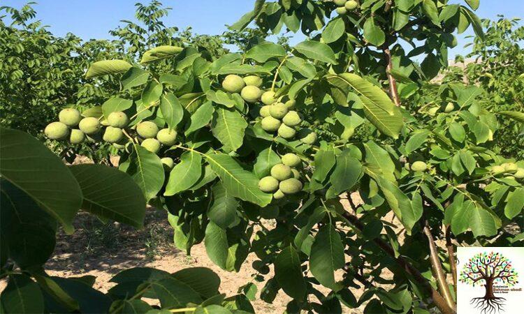 عکس نهال گردو خوشه ای