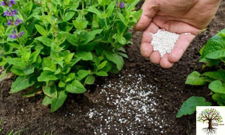 بهترین کود برای درختچه های زینتی