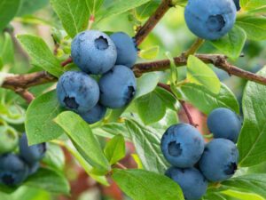 فروش نهال عمده میوه